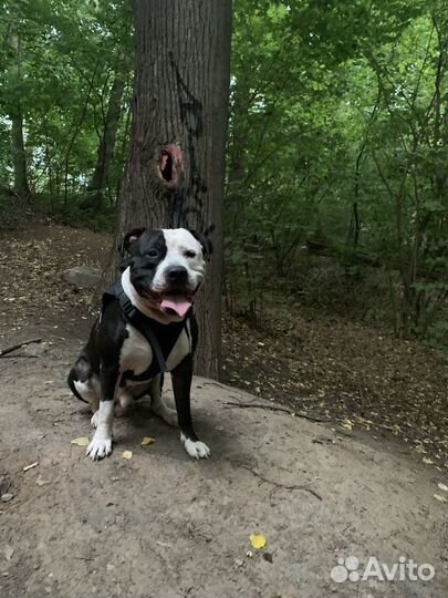 Амстафф на вязку