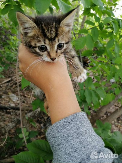 Котики бесплатно в добрые руки