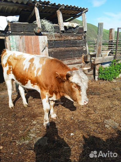 Поросенок,коровы,телята