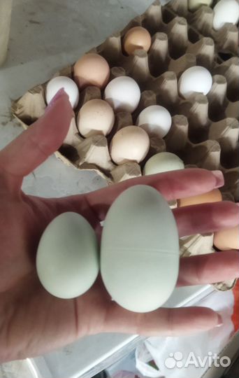 Домашние куриные яйца