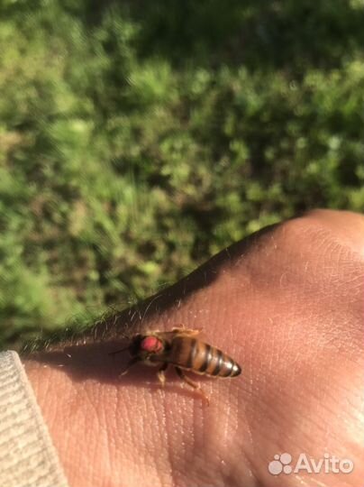 Матки бакфаст Ф -1 пчелопакеты пчелосемья