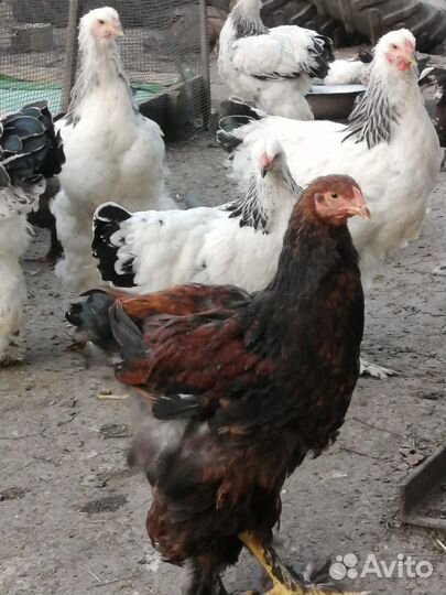 Брама и декоративные петушки