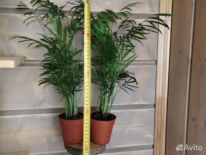 Пальма хамедорея