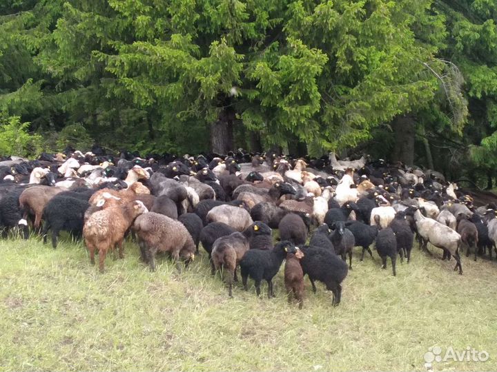 Овцы,ягнята, бараны