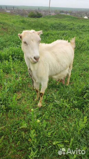 Козы и козлята