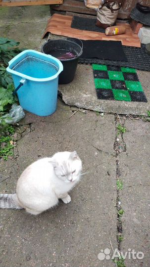 Кот в добрые руки