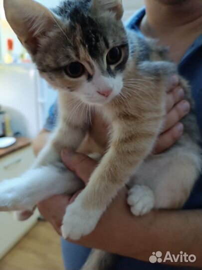 Котенок в дар бесплатно