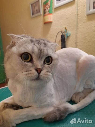 Груминг, стрижка, вычесывание,кошек/собак