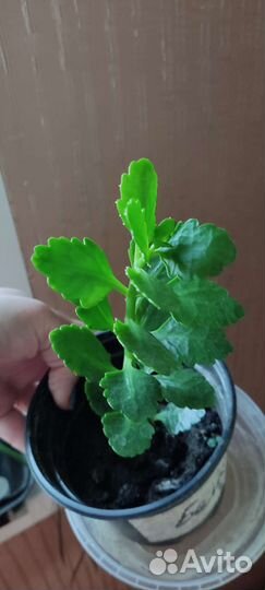 Каланхоэ цветущий