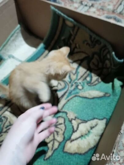 Кошка в дар