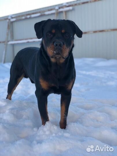 Ротвейлер для Вязки