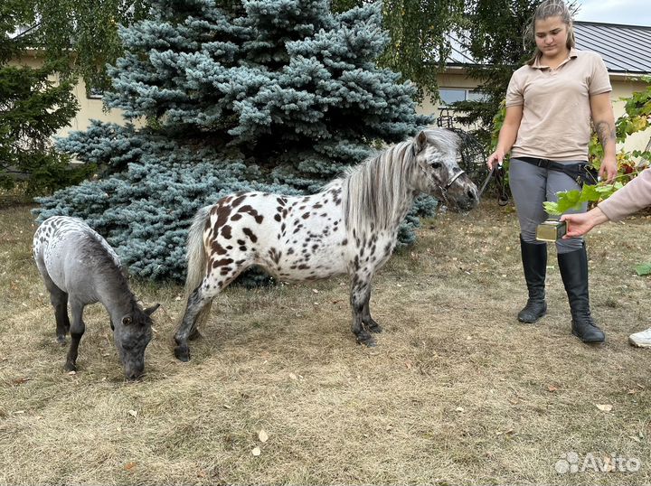 Две микро-мини пони аппалуза кобылки (мини-лошадь)