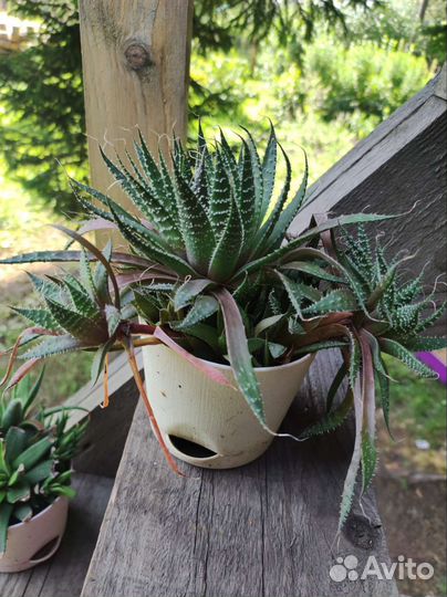 Алоэ остистое