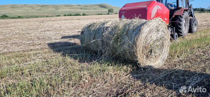 Сено Суданка