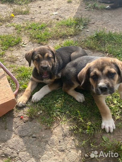 Щенки