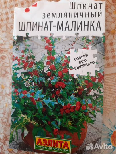 Рассада помидор