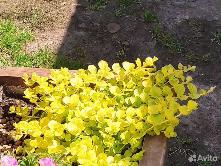 Вербейник монетчатый