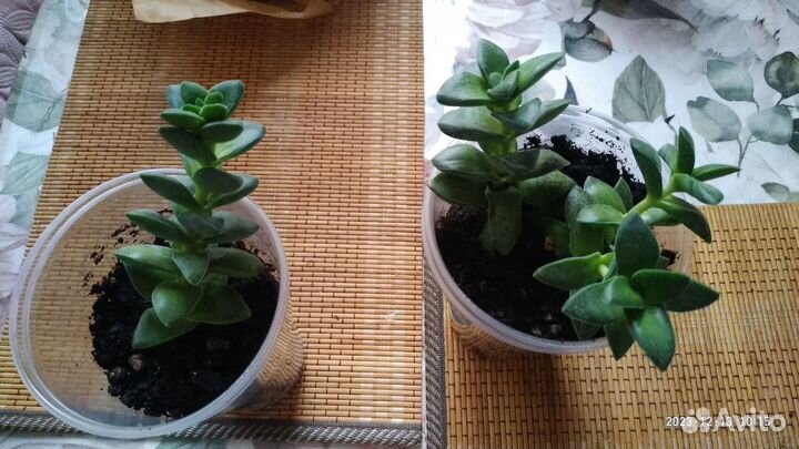 Крассула Спринг Тайм