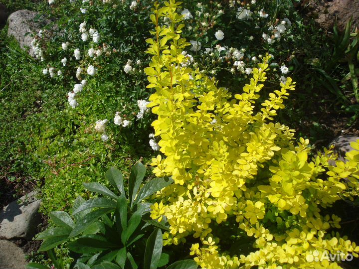 Растения для посадки