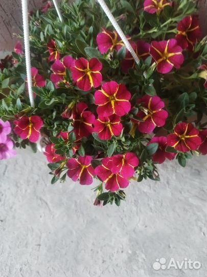 Домашние цветы