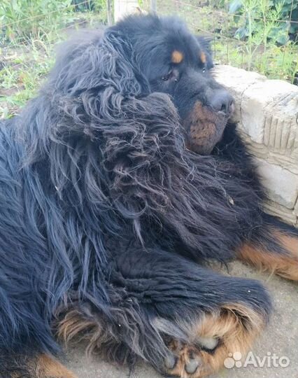 Пух-очес (тибетский мастиф)