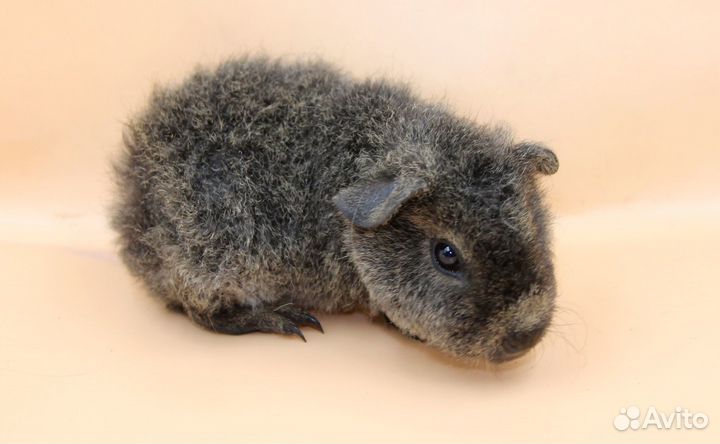 Морская свинка тедди