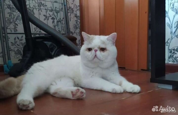 Экзотические котята