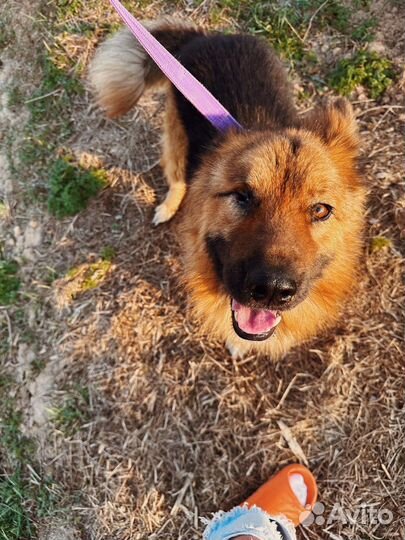 Немецкая овчарка в добрые руки