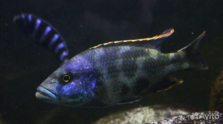 Малавийские цихлиды