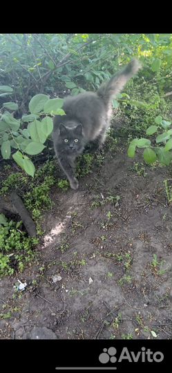 Кошка в добрые руки