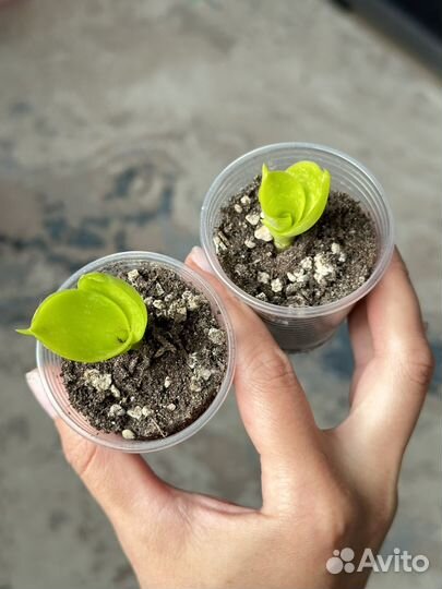 Сциндапсус Маяри