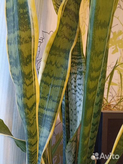 Сансевиерия взрослая и детки