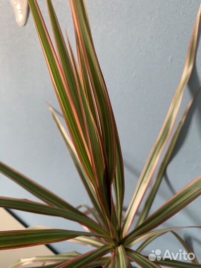 Продам драцену