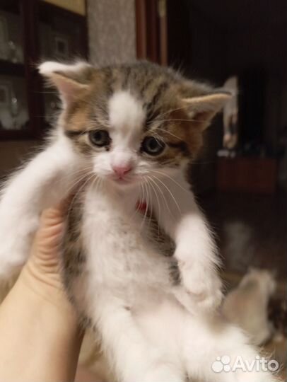 Котята в добрые руки мальчики