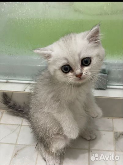 Британская кошка