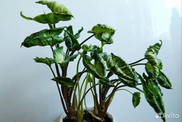 Сортовые сингониумы. Укорененные черенки