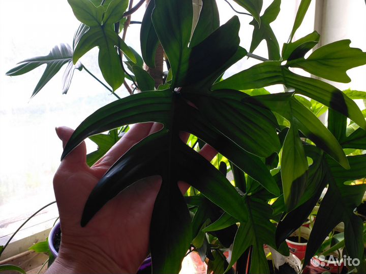 Филодендрон