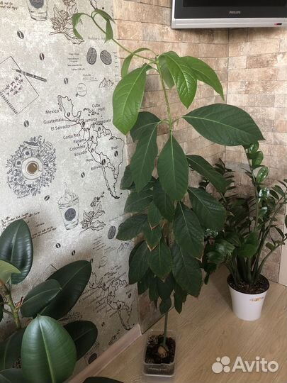 Авокадо растение