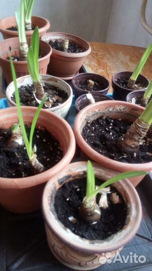 Гиппиаструм