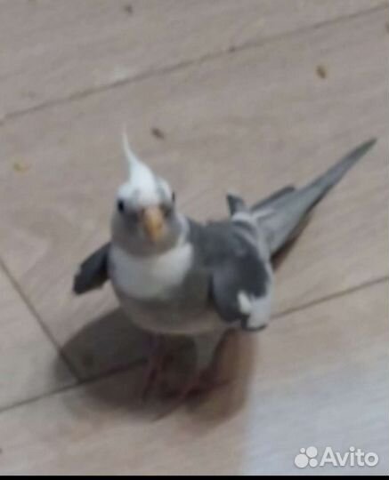 Попугаи корелла пара