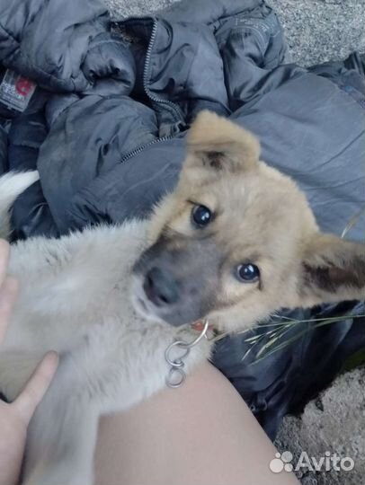 Собака