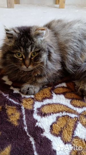Сибирская кошка