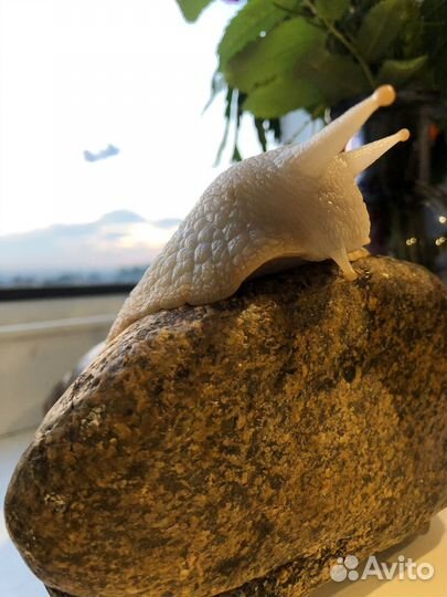 Улитки ахатины большие