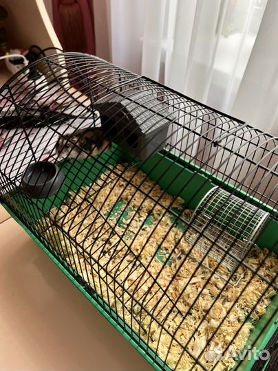 Джунгарский Хомяк