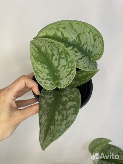 Эпипремнум бархатный 2 сорта