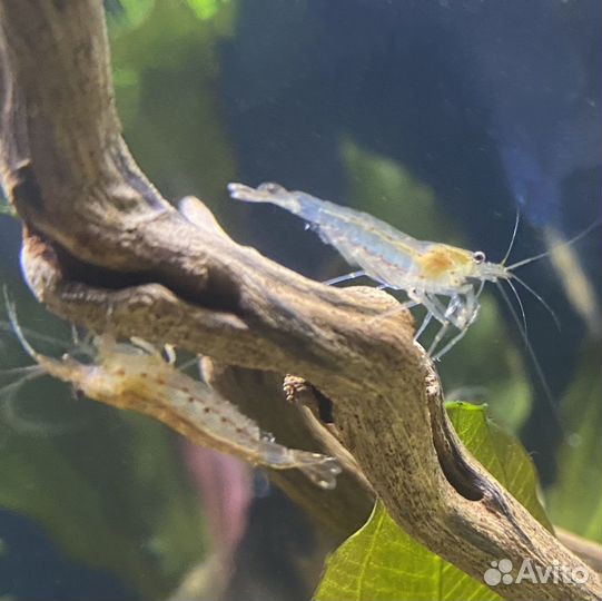 Аквариумные Креветки Амано