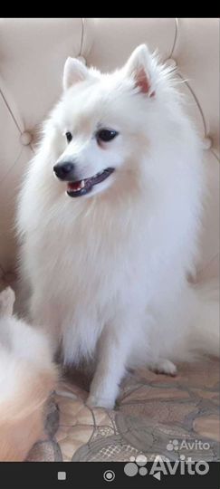 Японский шпиц щенки