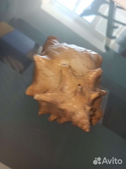 Морские ракушки раковины