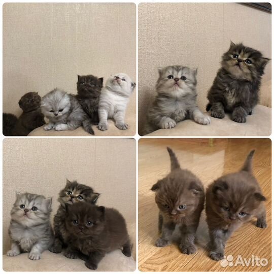Шотландские котята