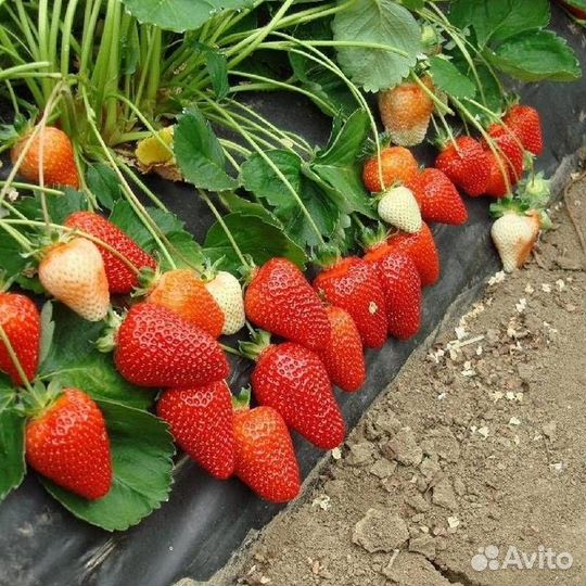 Саженцы клубники 